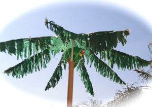 umbrella palm tree